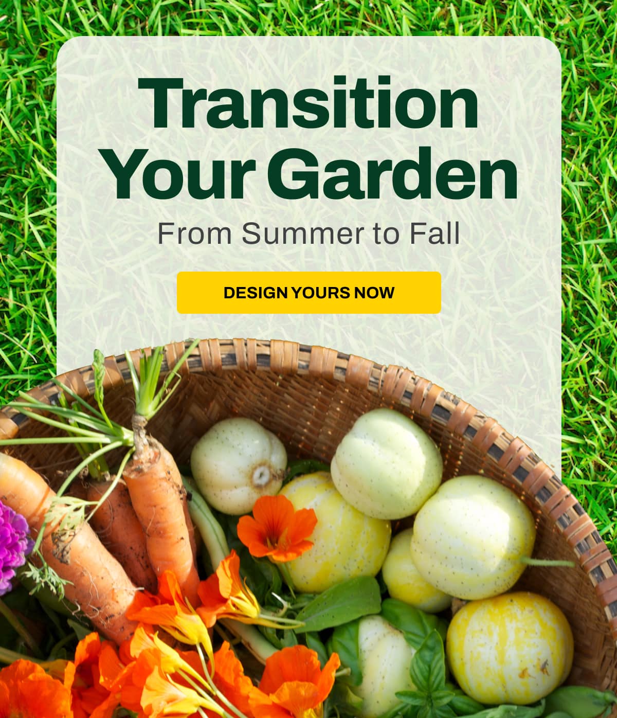 Transition Your Garden from Summer to Fall