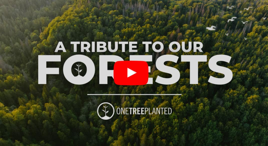 Watch: A Tribute To Our Forests