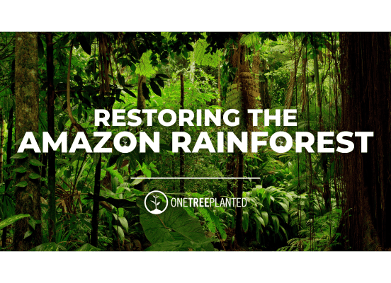 Restoring the Amazon Rainforest